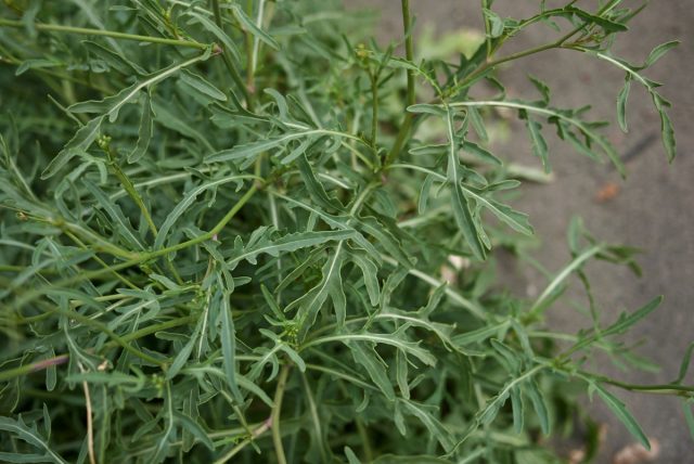 Двурядник тонколистный, дикая рукола (Diplotaxis tenuifolia) Двурядник тонколистный, дикая рукола (Diplotaxis tenuifolia)
