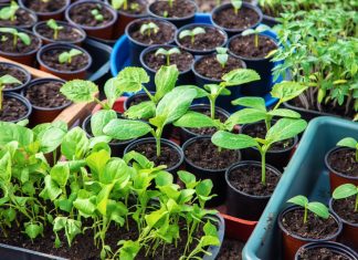 Экологичный урожай начинается с рассады