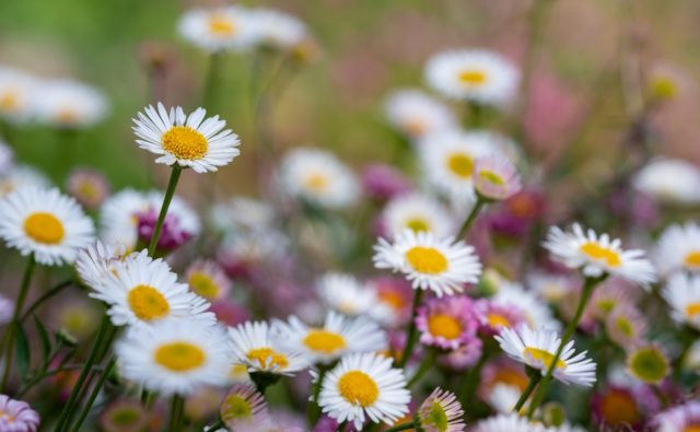 Мелколепестник, или Эригерон (Erigeron) Мелколепестник, или Эригерон (Erigeron)