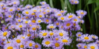 Мелколепестник, или Эригерон (Erigeron)