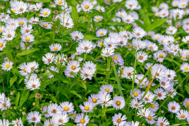 Мелколепестник однолетний (Erigeron annuus) Мелколепестник однолетний (Erigeron annuus)