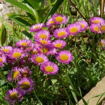 Мелколепистник сизый (Erigeron glaucus) Мелколепистник сизый (Erigeron glaucus)