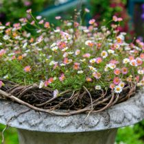 Мелколепестник Карвинского (Erigeron karvinskianus) Мелколепестник Карвинского (Erigeron karvinskianus)