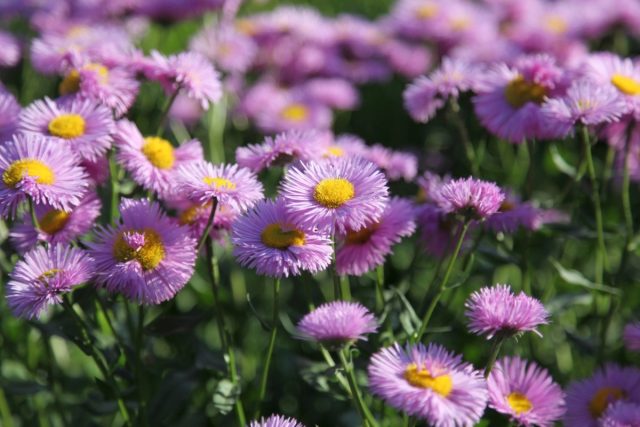 Мелколепестник красивый (Erigeron speciosus) Мелколепестник красивый (Erigeron speciosus)