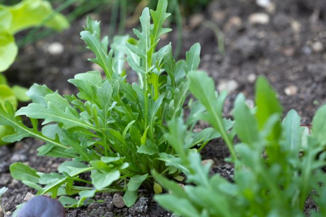 Рукола, Гусеничник посевной, Индау посевной, или Эрука посевная (Eruca sativa) Рукола, Гусеничник посевной, Индау посевной, или Эрука посевная (Eruca sativa)