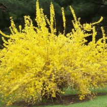 Форзиция Европейская (Forsythia europaea) Форзиция Европейская (Forsythia europaea)
