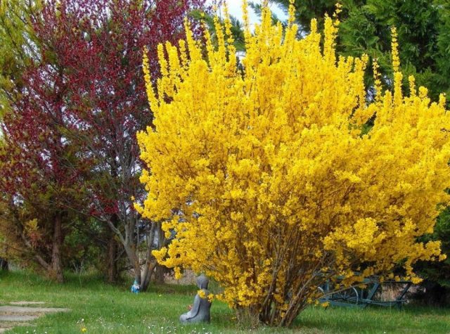 Форзиция Медоуларк (Forsythia Meadowlark) © e-gardens Форзиция Медоуларк (Forsythia Meadowlark) © e-gardens