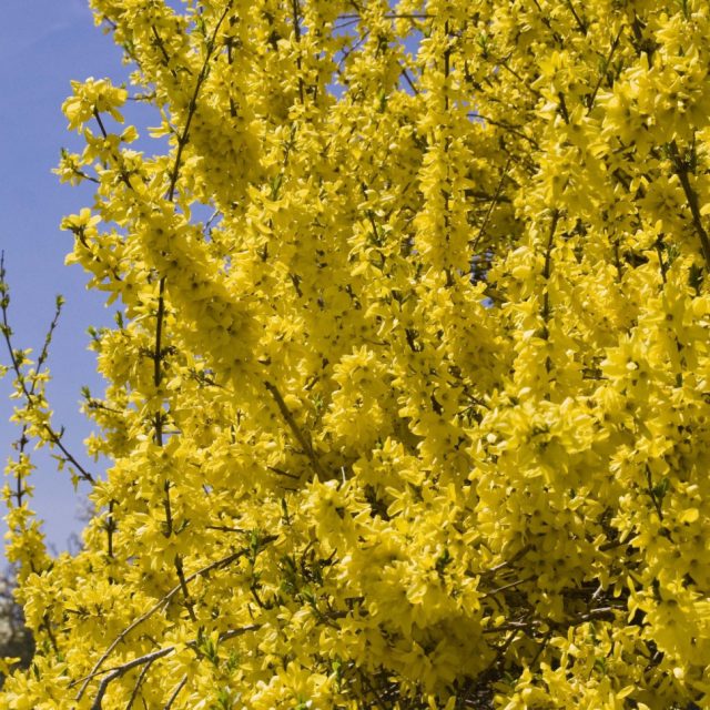 Форзиция Норзен Сан (Northen Sun) Форзиция Норзен Сан (Northen Sun)