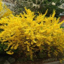 Форзиция промежуточная (Forsythia × intermedia) © garden23 Форзиция промежуточная (Forsythia × intermedia) © garden23