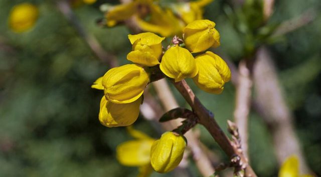 Форзиция яйцевидная, или форзиция овальная (Forsythia ovata) Форзиция яйцевидная, или форзиция овальная (Forsythia ovata)