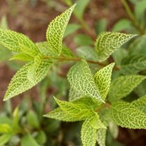 Форзиция зеленейшая (Forsythia viridissima Kumsom) Форзиция зеленейшая (Forsythia viridissima Kumsom)