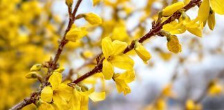 Форзиция. Какие виды будут цвести каждую весну?