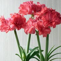 Гиппеаструм «Кэнди Нимф» (Hippeastrum 'Candy Nymph') © Hirt's Gardens Гиппеаструм «Кэнди Нимф» (Hippeastrum 'Candy Nymph') © Hirt's Gardens