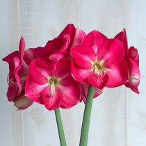 Гиппеаструм «Кэнди Квин» (Hippeastrum 'Candy Queen') © whiteflowerfarm.com Гиппеаструм «Кэнди Квин» (Hippeastrum 'Candy Queen') © whiteflowerfarm.com
