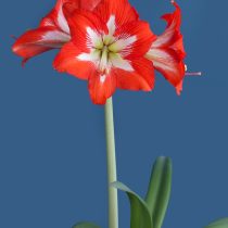 Гиппеаструм «Айкэтчер» (Hippeastrum 'Eyecatcher') Гиппеаструм «Айкэтчер» (Hippeastrum 'Eyecatcher')