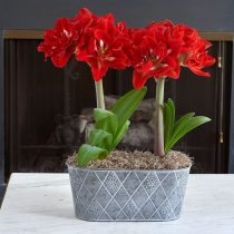 Гиппеаструм «Хэппи Нимф» (Hippeastrum 'Happy Nimph') © whiteflowerfarm.com Гиппеаструм «Хэппи Нимф» (Hippeastrum 'Happy Nimph') © whiteflowerfarm.com