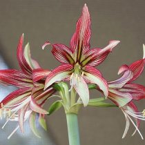 Гиппеаструм «Мистика» (Hippeastrum 'Mystica') © bsharf Гиппеаструм «Мистика» (Hippeastrum 'Mystica') © bsharf