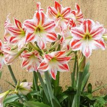 Гиппеаструм «Парк Страйпд» (Hippeastrum 'Park Striped') Гиппеаструм «Парк Страйпд» (Hippeastrum 'Park Striped')