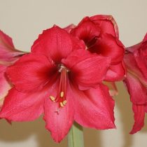 Гиппеаструм «Плэже» (Hippeastrum 'Pleasure') © garden.org Гиппеаструм «Плэже» (Hippeastrum 'Pleasure') © garden.org