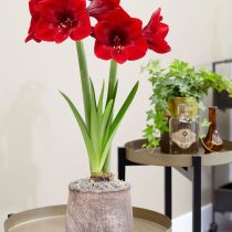 Гиппеаструм «Премьер» (Hippeastrum 'Premiere') Гиппеаструм «Премьер» (Hippeastrum 'Premiere')
