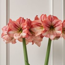 Гиппеаструм «Прованс» (Hippeastrum 'Provence') Гиппеаструм «Прованс» (Hippeastrum 'Provence')