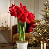 Гиппеаструм «Скарлет Белль» (Hippeastrum 'Scarlet Belle') © gardeners.com Гиппеаструм «Скарлет Белль» (Hippeastrum 'Scarlet Belle') © gardeners.com