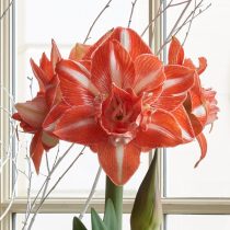 Гиппеаструм «Саншайн Нимф» (Hippeastrum 'Sunshine Nymph') Гиппеаструм «Саншайн Нимф» (Hippeastrum 'Sunshine Nymph')