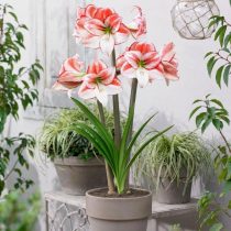 Гиппеаструм «Тэйбл Дэнс» (Hippeastrum 'Table Dance') Гиппеаструм «Тэйбл Дэнс» (Hippeastrum 'Table Dance')