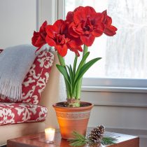 Гиппеаструм «Вельвет Нимф» (Hippeastrum 'Velvet Nymph') © whiteflowerfarm.com Гиппеаструм «Вельвет Нимф» (Hippeastrum 'Velvet Nymph') © whiteflowerfarm.com