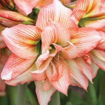 Гиппеаструм «Зомби» (Hippeastrum 'Zombie') © tesselaar.net.au Гиппеаструм «Зомби» (Hippeastrum 'Zombie') © tesselaar.net.au