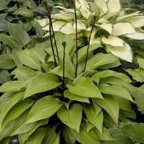 Хоста «Бит Салад» (Hosta 'Beet Salad'). © nhhostas Хоста «Бит Салад» (Hosta 'Beet Salad'). © nhhostas