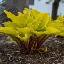 Хоста «Фаер Айленд» (Hosta 'Fire Island') Хоста «Фаер Айленд» (Hosta 'Fire Island')