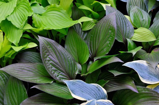 Хоста «Фирст Блаш» (Hosta 'First Blush'). © sadzawka Хоста «Фирст Блаш» (Hosta 'First Blush')