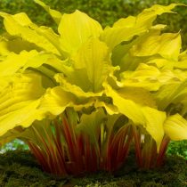Хоста «Липстик Блонд» (Hosta 'Lipstick Blonde' ) Хоста «Липстик Блонд» (Hosta 'Lipstick Blonde' )