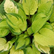 Хоста «Парадайс Айленд» (Hosta 'Paradise Island') Хоста «Парадайс Айленд» (Hosta 'Paradise Island')