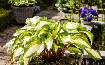 Хоста «Распберри Сандей» (Hosta 'Raspberry Sundae')