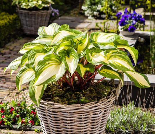 Хоста «Распберри Сандей» (Hosta 'Raspberry Sundae')