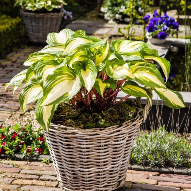 Хоста «Распберри Сандей» (Hosta 'Raspberry Sundae') Хоста «Распберри Сандей» (Hosta 'Raspberry Sundae')