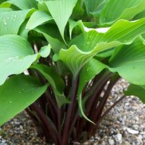 Хоста «Ред Октобер» (Hosta 'Red October') Хоста «Ред Октобер» (Hosta 'Red October')