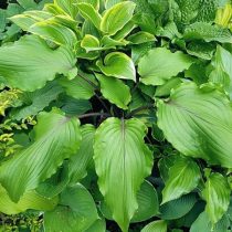Хоста «Валлейс Ред Скорпион» (Hosta 'Valley’s Red Scorpion') Хоста «Валлейс Ред Скорпион» (Hosta 'Valley’s Red Scorpion')