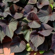 Ипомея батата «Ас оф Спейдс» (Ipomoea batatas 'Ace of Spades') Ипомея батата «Ас оф Спейдс» (Ipomoea batatas 'Ace of Spades')