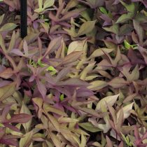 Ипомея батата «Десана Бронз» (Ipomoea batatas 'Desana Bronze') Ипомея батата «Десана Бронз» (Ipomoea batatas 'Desana Bronze')