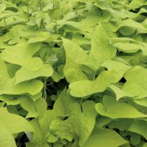 Ипомея батата «Маргарита» (Ipomoea batatas 'Margarita') Ипомея батата «Маргарита» (Ipomoea batatas 'Margarita')
