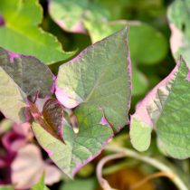 Ипомея батата «Пинк Фрост» (Ipomoea batatas 'Pink Frost') Ипомея батата «Пинк Фрост» (Ipomoea batatas 'Pink Frost')