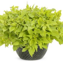 Ипомея батата (Ipomoea batatas 'Sweet Caroline Light Green') Ипомея батата (Ipomoea batatas 'Sweet Caroline Light Green')