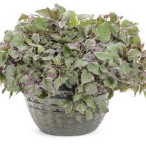 Ипомея батата «Триколор» (Ipomoea batatas 'Tricolor') Ипомея батата «Триколор» (Ipomoea batatas 'Tricolor')