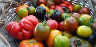 Как не ошибиться с томатами — простые правила выбора