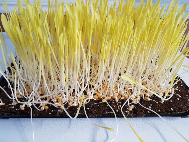 Как вырастить микрозелень кукурузы? Как вырастить микрозелень кукурузы?