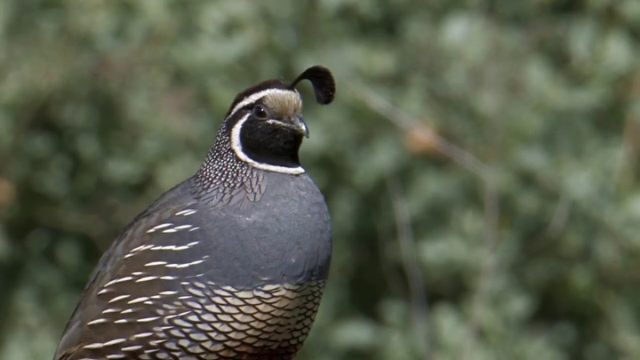 Калифорнийский перепел Калифорнийский перепел