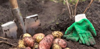Картофель — большой и здоровый урожай возможен